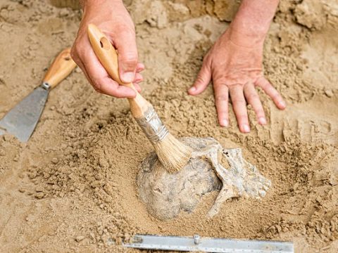 Research Topics Related to Anthropology