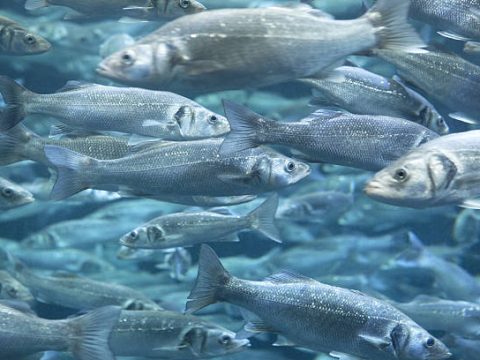 Research Topics Related to Fisheries and Aquaculture