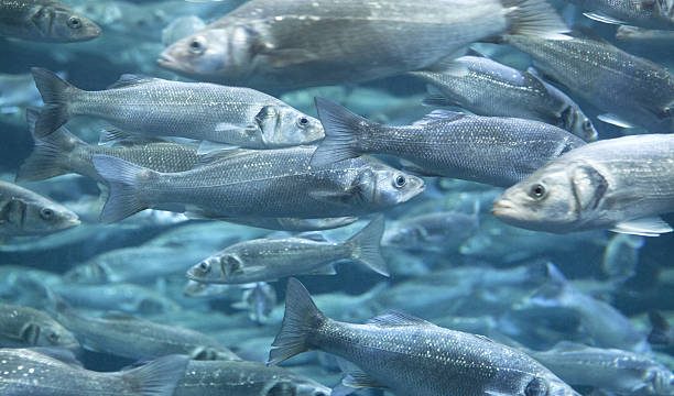Research Topics Related to Fisheries and Aquaculture