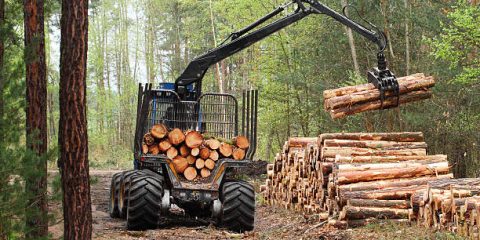 Research Topics Related to Forestry
