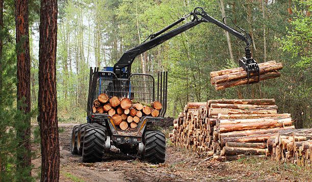 Research Topics Related to Forestry