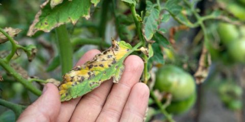 Research Topics Related to Plant Pathology