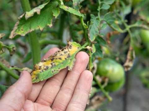 Research Topics Related to Plant Pathology