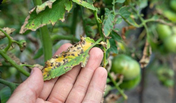 Research Topics Related to Plant Pathology